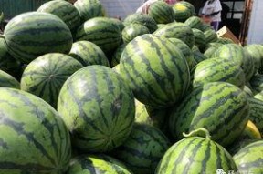 砀山吃瓜娱乐,一场别开生面的吃瓜娱乐盛宴